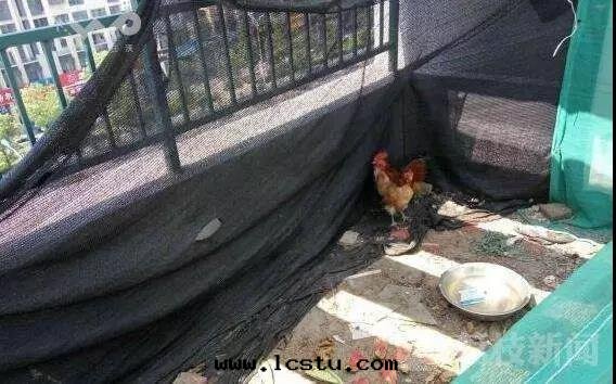 物(wù)業公司處(chù)理(lǐ)小區(qū)違章(zhāng)行为全(quán)攻略