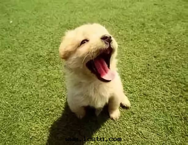 温(wēn)馨提(tí)示：小區(qū)文(wén)明(míng)養犬倡議書(shū)！