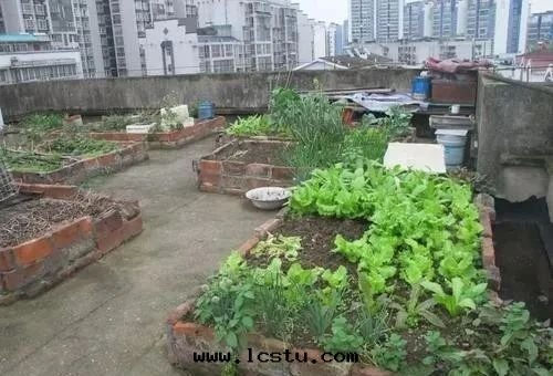 業主樓頂種(zhǒng)菜、樓道(dào)堆雜物(wù)，物(wù)業可(kě)清(qīng)理(lǐ)、公安(ān)可(kě)罰款！