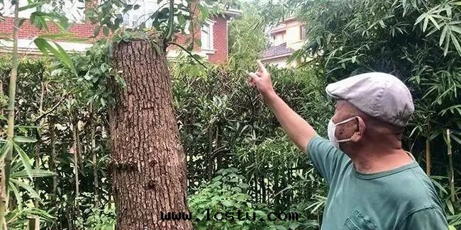 業主擅自(zì)砍伐綠(lǜ)化(huà)樹(shù)木，被(bèi)罰3.54万(wàn)！