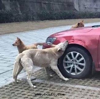 流浪狗咬壞業主小轎車，物(wù)業有責嗎？