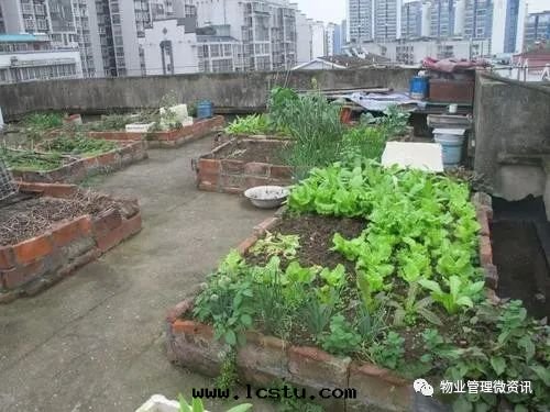 業主樓頂種(zhǒng)菜、樓道(dào)堆雜物(wù)，物(wù)業可(kě)清(qīng)理(lǐ)、業委会(huì)可(kě)起(qǐ)訴、公安(ān)可(kě)罰款！