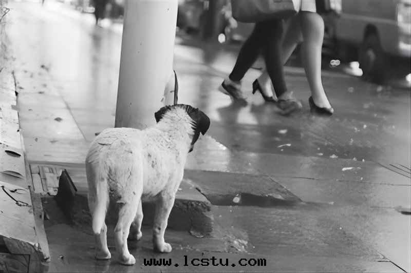 業主能(néng)不(bù)能(néng)投喂流浪狗、流浪貓，法(fǎ)律是(shì)这(zhè)樣(yàng)规定(dìng)的(de)！