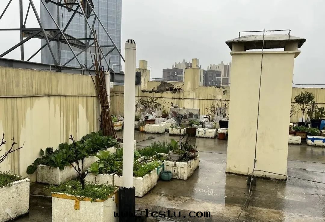 樓頂種(zhǒng)菜、堆雜物(wù)違法(fǎ)！物(wù)業有权清(qīng)理(lǐ)！