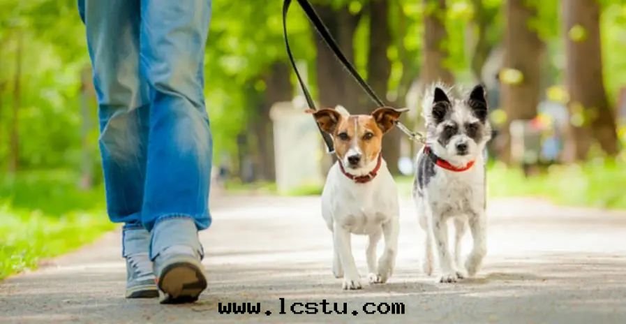 面(miàn)对(duì)小區(qū)“狗患”，物(wù)業能(néng)做什(shén)麼(me)？職責何在(zài)？