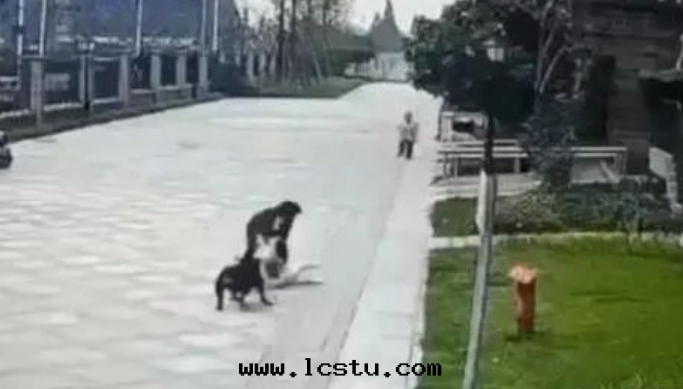 後(hòu)续：恶犬小區(qū)内傷人物(wù)業公司要(yào)擔責嗎——專家(jiā)法(fǎ)律解(jiě)读(dú)四(sì)川(chuān)一(yī)幼童遭(zāo)大(dà)型犬撕咬事(shì)件(jiàn)