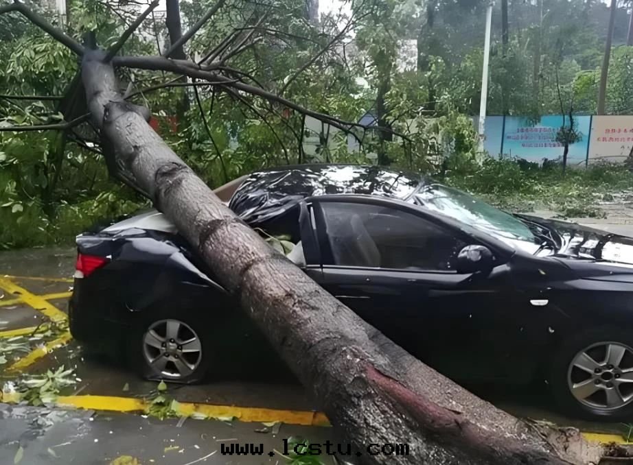 車在(zài)小區(qū)停車位(wèi)上(shàng)被(bèi)樹(shù)砸了(le)，物(wù)業該負責任嗎？