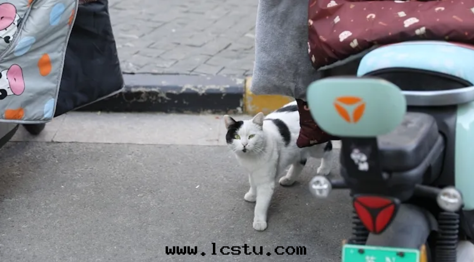 如(rú)果(guǒ)在(zài)小區(qū)内被(bèi)流浪貓抓傷，物(wù)業要(yào)承擔責任嗎？